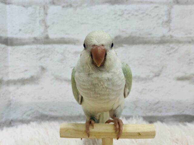 オキナインコ