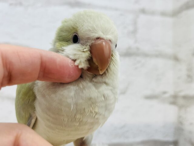 オキナインコ