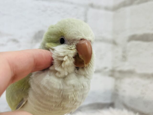 オキナインコ