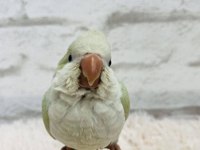 オキナインコ