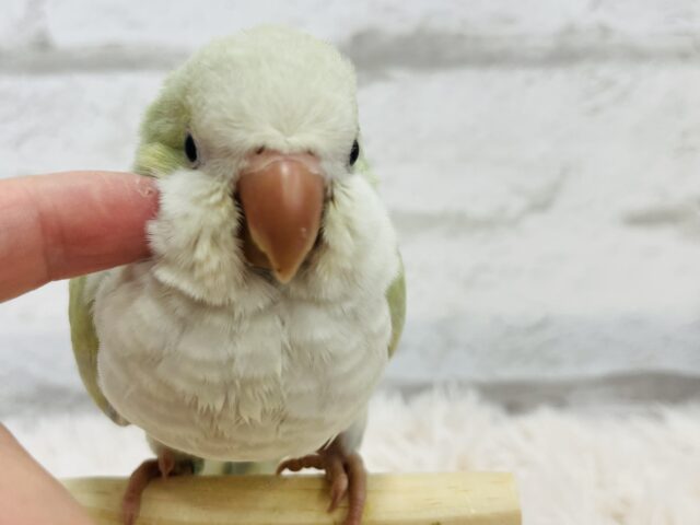 オキナインコ