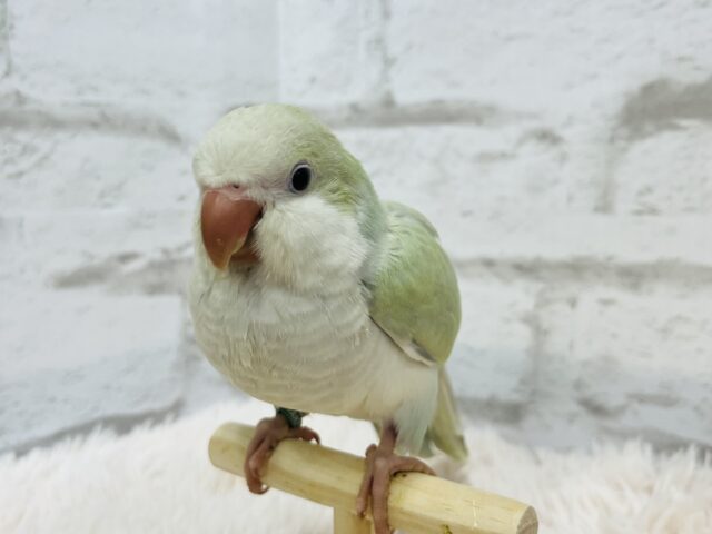 オキナインコ