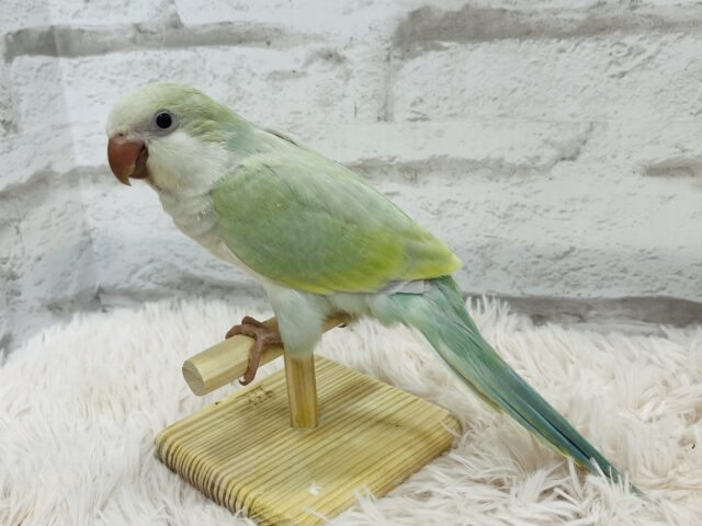 オキナインコ