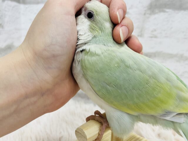 オキナインコ