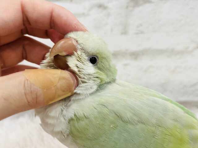 オキナインコ