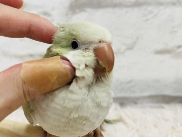 オキナインコ