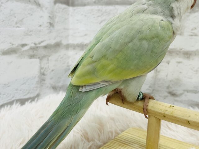 オキナインコ