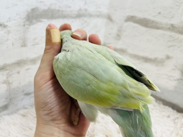 オキナインコ