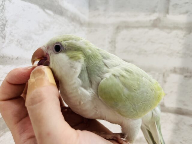 オキナインコ