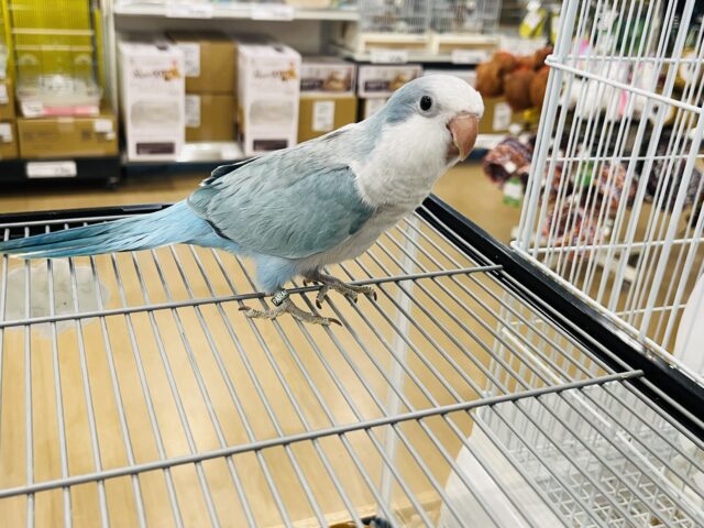 オキナインコ