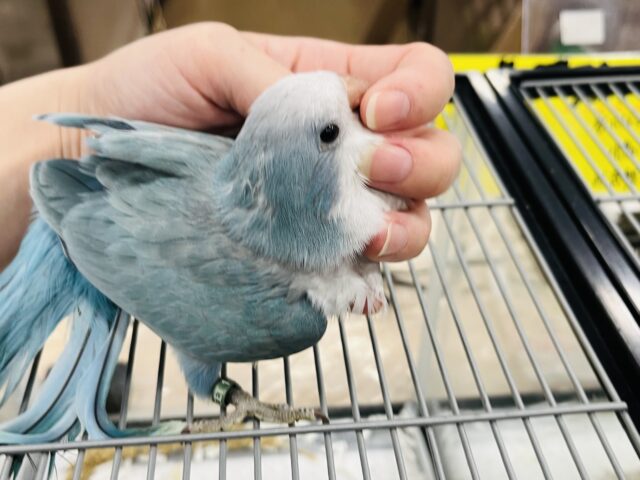 オキナインコ