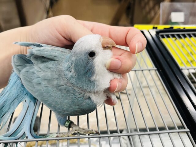 オキナインコ