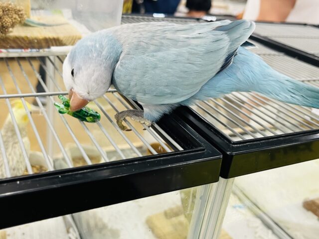 オキナインコ