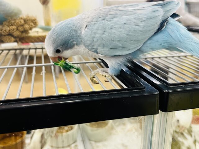 オキナインコ