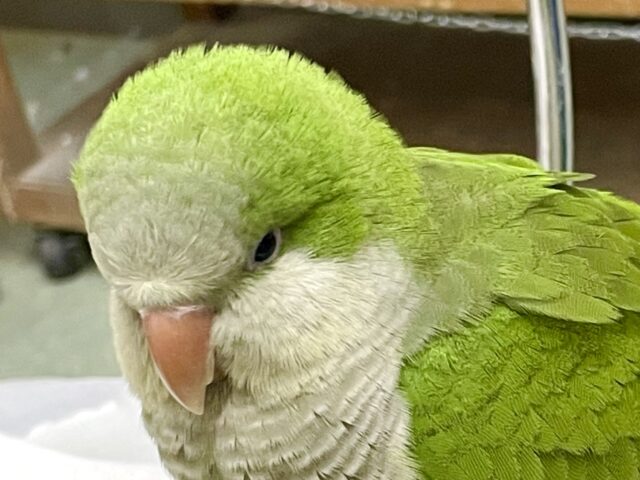 最新画像あり！可愛い顔💚🤍　オキナインコ　グリーン