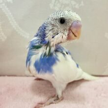 純白な翼で青空へ羽ばたけ！！🥳🫶セキセイインコ(パイド2024年7月生まれ)
