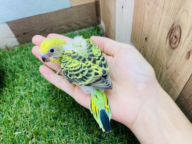 セキセイインコ