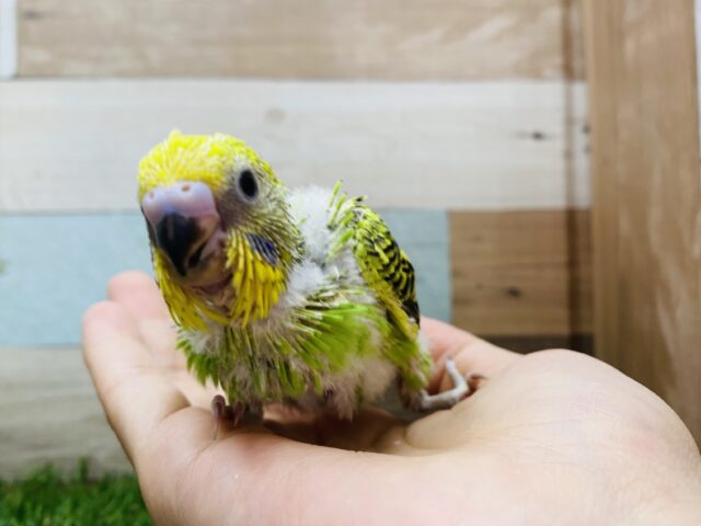 セキセイインコ