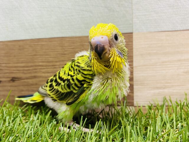 まん丸おめめで見つめちゃうよ〜🥰セキセイインコのオパーリン❗️