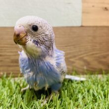 あざとい表情にメロメロです🥰美しいスパングルのセキセイインコ💜