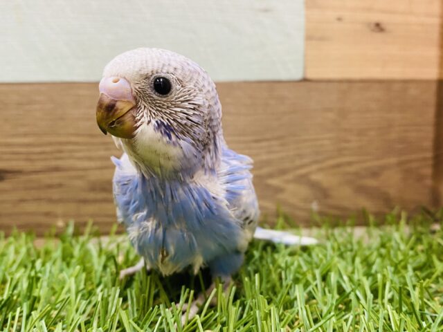 あざとい表情にメロメロです🥰美しいスパングルのセキセイインコ💜