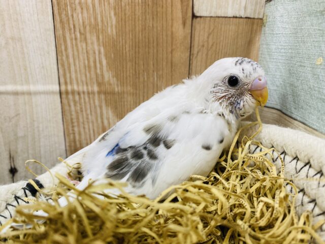 控えめな模様にチラッと覗くブルーが素敵です💙セキセイインコ白ハルクイン✨