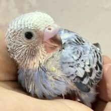 空翔けろ！☁️🫧わんぱくビュンビュꔛ‬ン！🤗セキセイインコ(オパーリン7月生まれ)