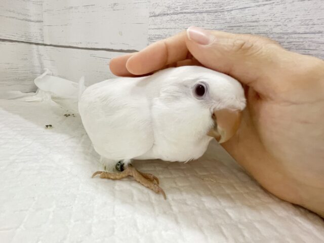 オキナインコ