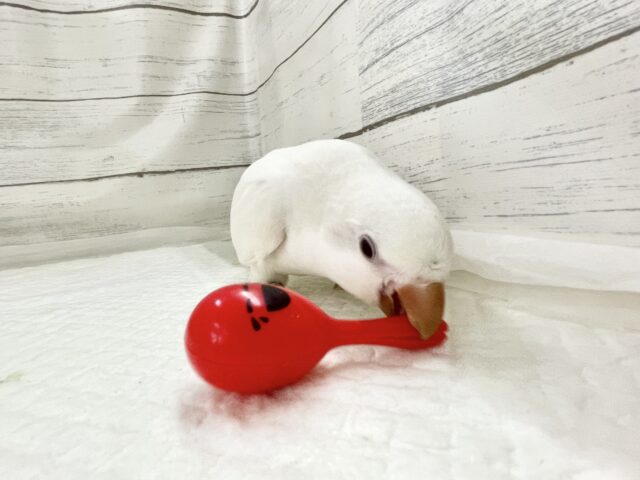 オキナインコ