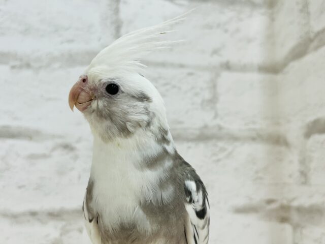 オカメインコ