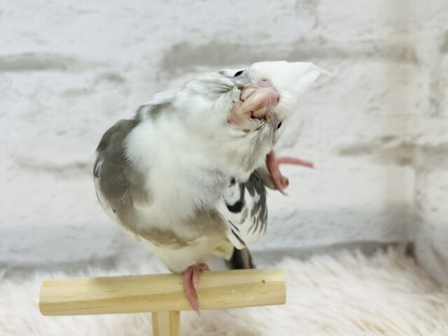 オカメインコ