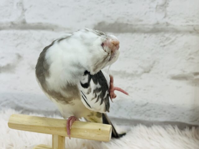 オカメインコ