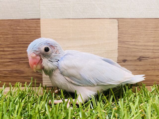 優しいブルーが可愛すぎます🩵ちょこんとサイズ感のマメルリハインコ（アメリカンホワイト）男の子⭐️