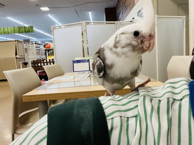 オカメインコ