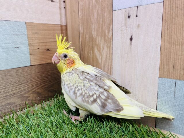 オカメインコ