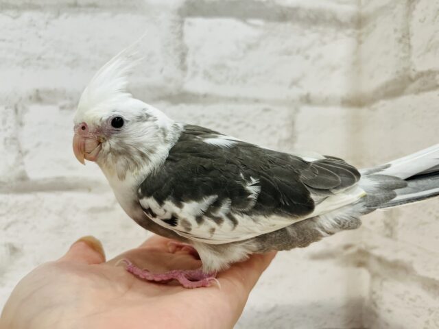 オカメインコ