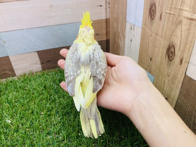 オカメインコ