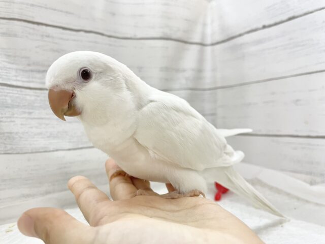 オキナインコ