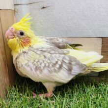 ぽわぽわ〜🔆優しい雰囲気のオカメインコ（シナモンパールパイド）