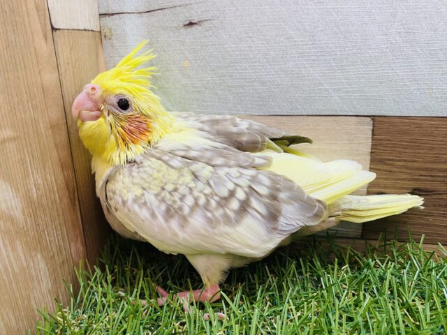 ぽわぽわ〜🔆優しい雰囲気のオカメインコ（シナモンパールパイド）