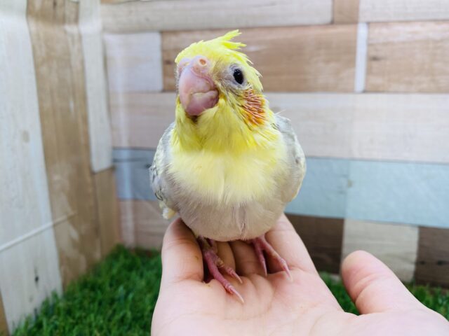 オカメインコ