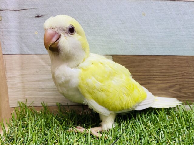 ワキワキダンス〜💕優しいクリームが可愛すぎる！オキナインコのクリームイノ❤️