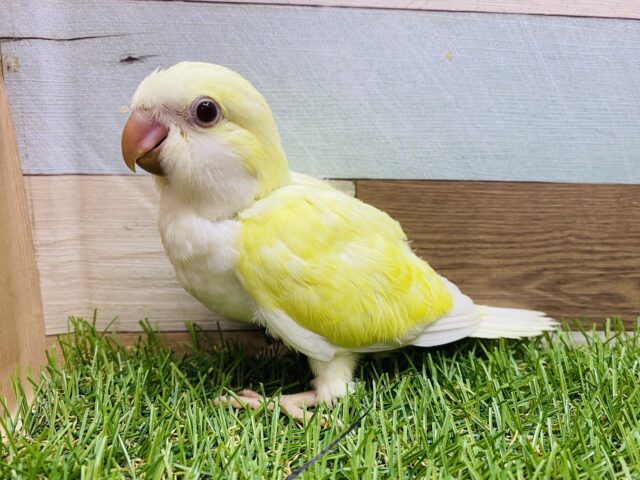 オキナインコ