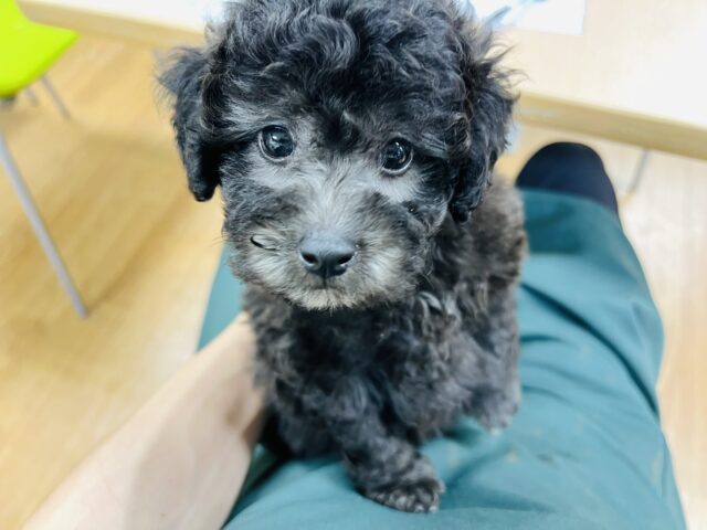 かわいいお顔にくりくりな目が愛おしい🐶トイプードルの男の子❕🐾