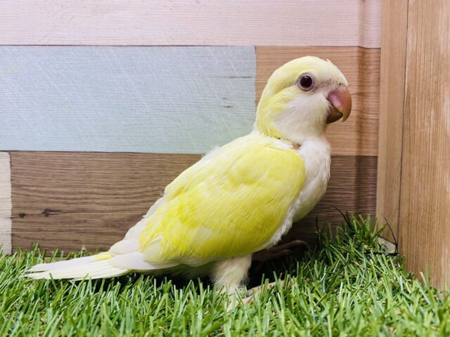 オキナインコ