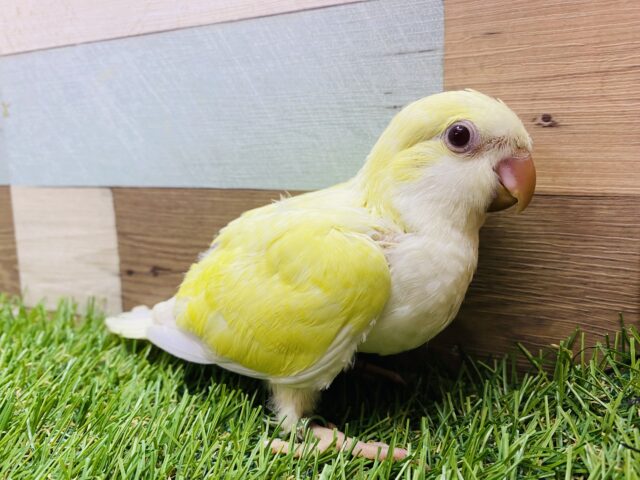 オキナインコ