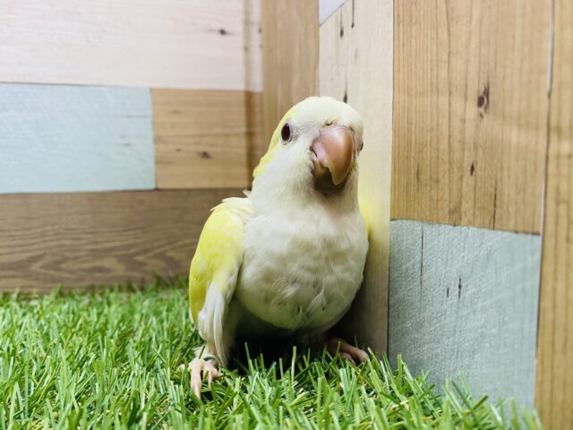 オキナインコ