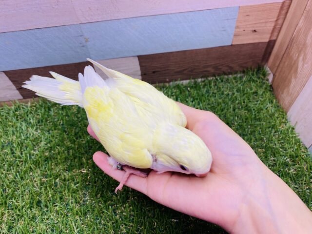 オキナインコ