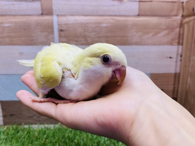 オキナインコ