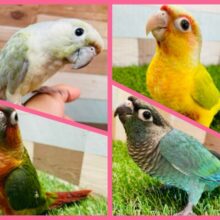 キュートなお顔のウロコインコに癒されちゃいましょ☺️💕ウロコインコフェア開催中‼️